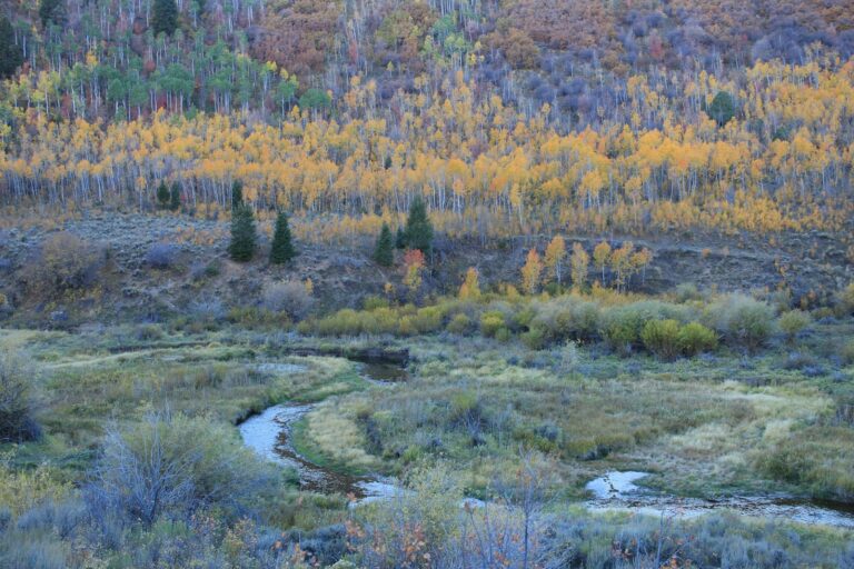 A forested Utah mountain canyon with a creek in autumn, the setting of the Fifth Water trail in Diamond Fork Canyon