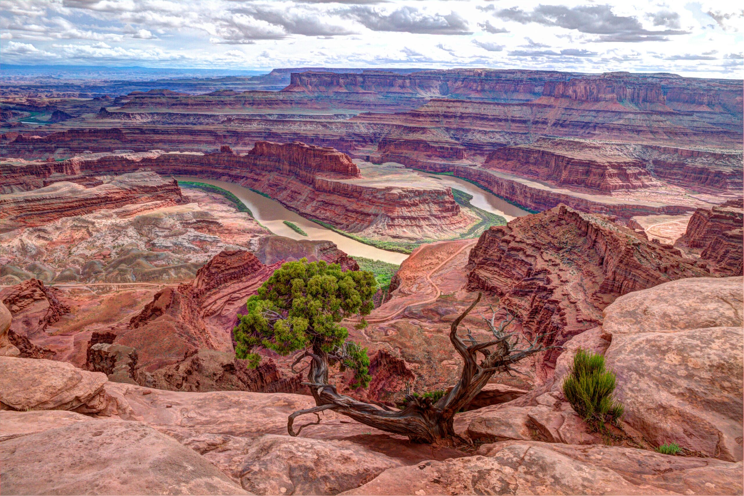 Weathered junipers on the rim of Dead Horse Point State Park in Utah overlooking the Colorado River canyons