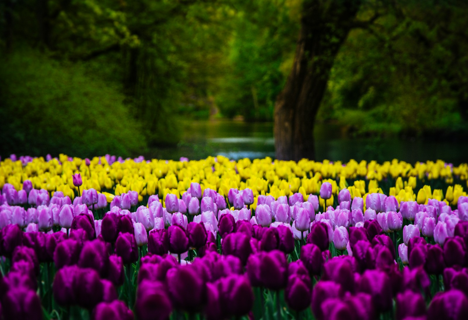 Purple and yellow tulips in full bloom, similar to the spring Tulip Festival at Ashton Gardens in Thanksgiving Point, Lehi Utah